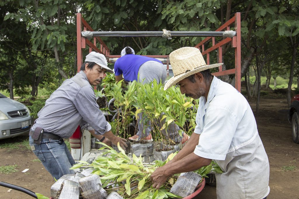 Dona la FAHHO cinco millones de árboles para reforestar Oaxaca en el 2020 -  Fundación Alfredo Harp Helú Oaxaca