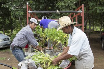 Dona la FAHHO cinco millones de árboles para reforestar Oaxaca en el 2020