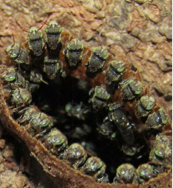 Las abejas nativas sin aguijón y su importancia en la polinización