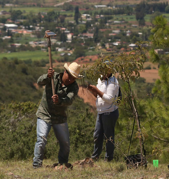 La vida empieza a la sombra: Apuntes sobre el Día del Árbol