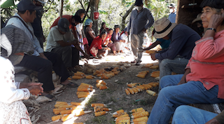 La milpa: resiliencia y adaptación al cambio climático para familias campesinas